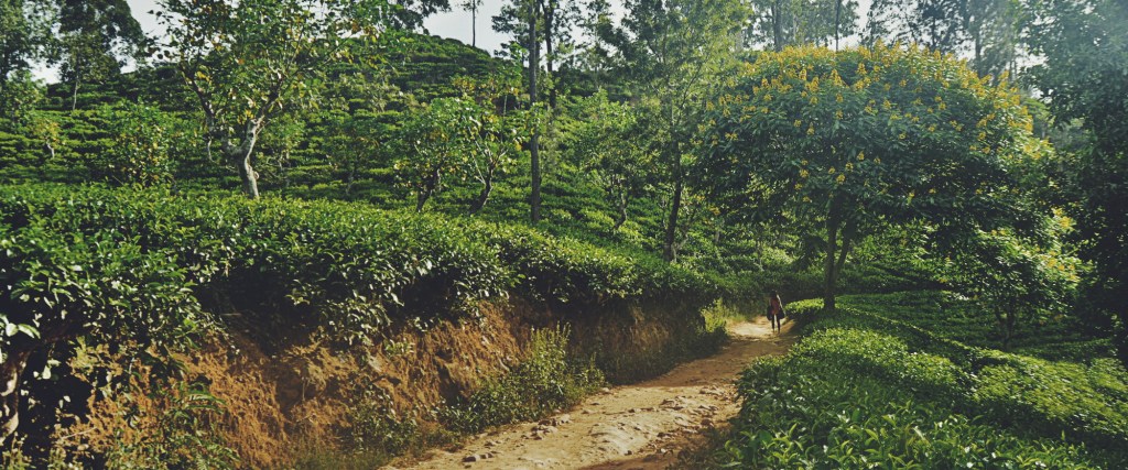 Ella: Elevated Pleasures