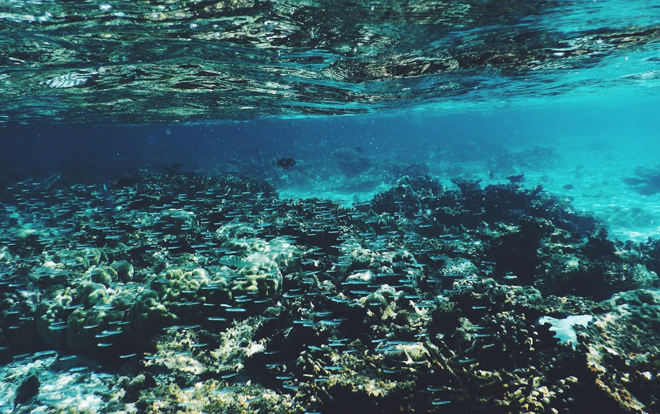 Biyadhoo: A Brief Encounter with Marine&nbsp;Creatures