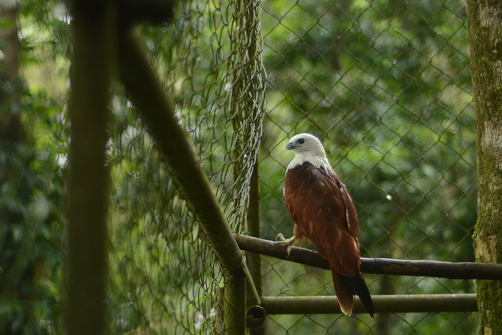 Davao City: Bomb Threats, Durians, and&nbsp;Eagles