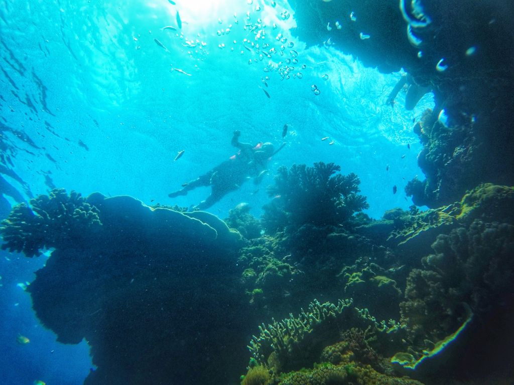 Balicasag Island: Turtles (and Other Marine Creatures) All the Way&nbsp;Down